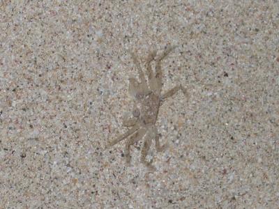 St. Croix - Sand Crab.jpg