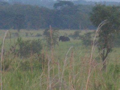 First elephant!