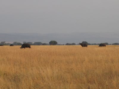 Water buffalo
