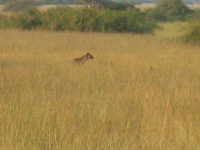 Hyena