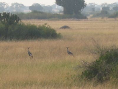 Birds