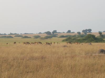Kob