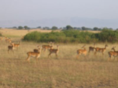 Kob