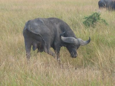 Water Buffalo