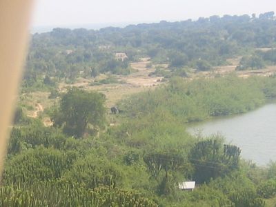 Elephants in the distance