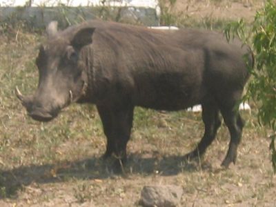 Warthog (poseur)