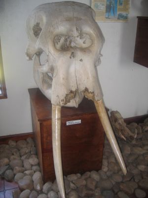 Elephant skull