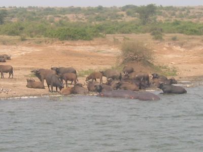 Boatride 8 (Hippos and Buffalo)