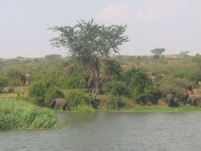 Boatride 15 (Elephant Hangout)
