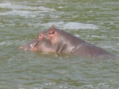 Boatride 17 (Hippo)