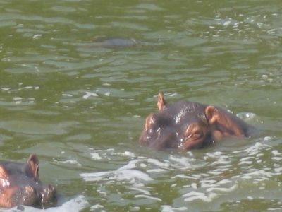 Boatride 18 (Hippo)