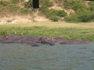 Boatride 20 (Hippos)