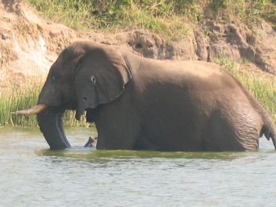 Old elephant