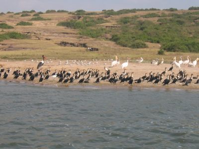 Boatride 24 (Bird hangout)