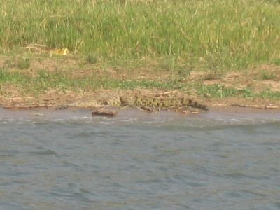 Boatride 27 (Crocodile)