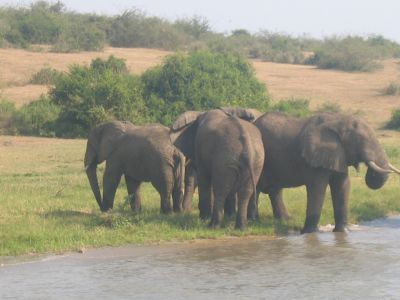 Boatride 31 (Elephants)