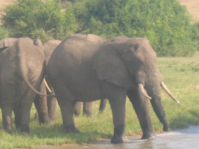 Boatride 32 (elephants)