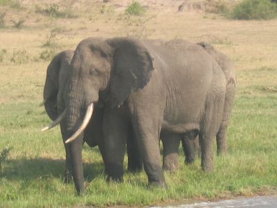 Boatride 33 (Elephants)