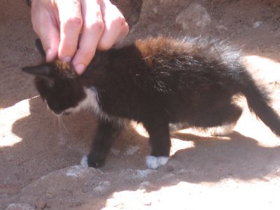 Cute kitty