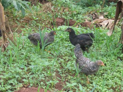 Local wildlife