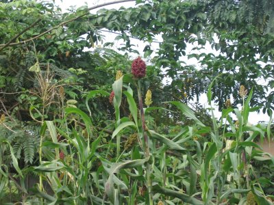 Millet plants