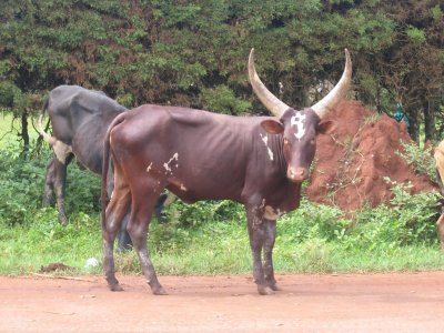Nice horns