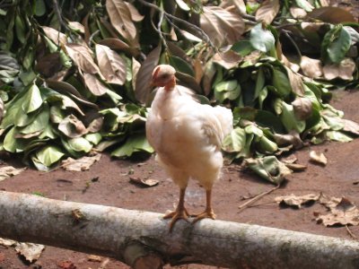 Chicken on a log
