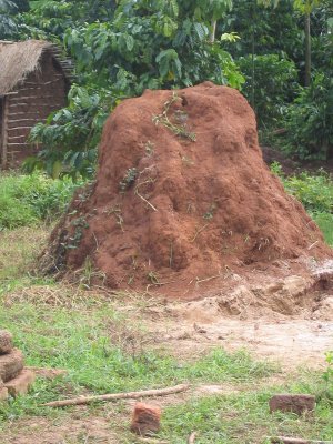 Ant hill