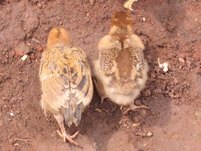 I like chicks
