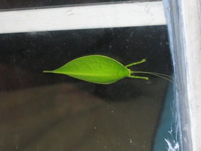 Cool bug
