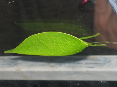 Cool bug 2