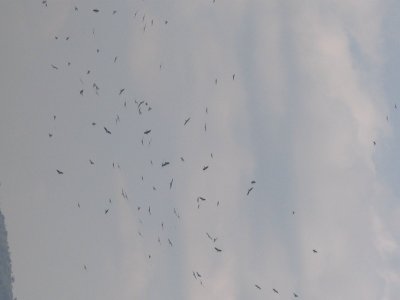 The birds!  The birds!