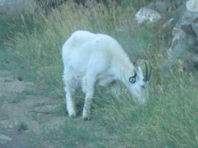 Black Hills - Goat #67