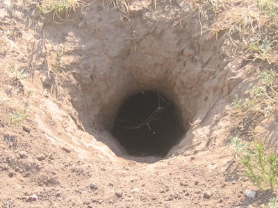 Prairie Dogs 1 - Tunnel Entrance