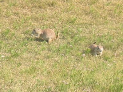 Prairie Dogs - 3