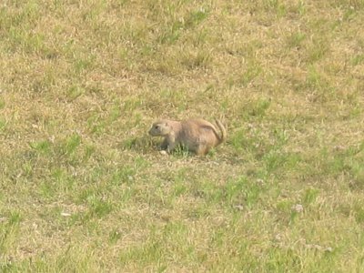 Prairie Dogs - 4