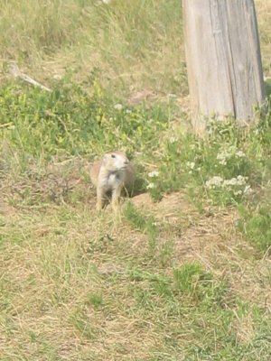 Prairie Dogs - 5
