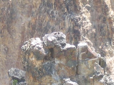 Osprey Nest