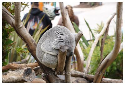 At the San Diego Zoo