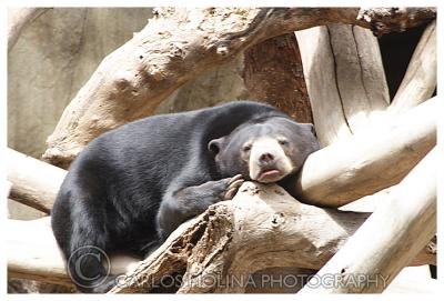 At the San Diego Zoo