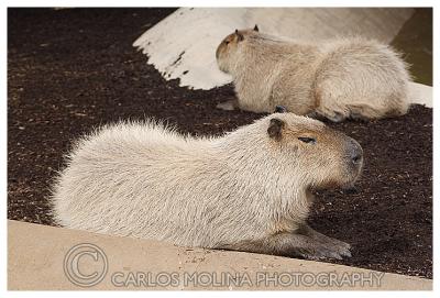 At the San Diego Zoo