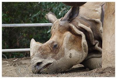 At the San Diego Zoo