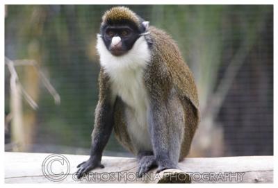 At the San Diego Zoo