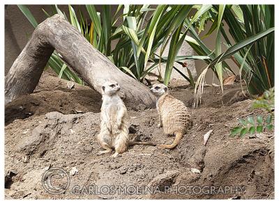 At the San Diego Zoo