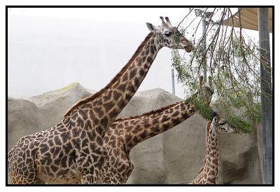 At the San Diego Zoo