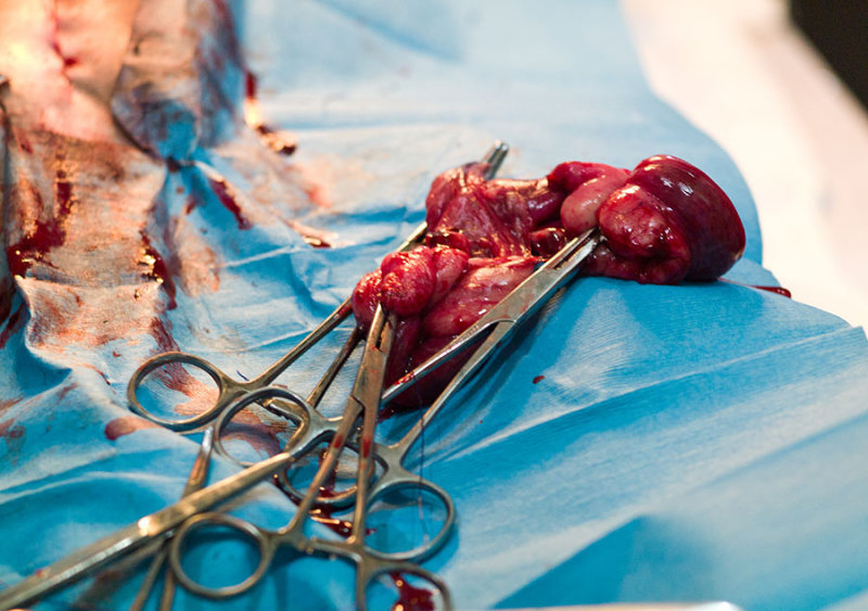 Ovaries and fallopian tubes after spaying.. L1016403.jpg