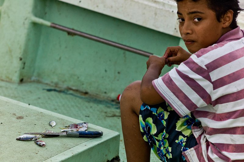 Bait fish. L1018063.jpg
