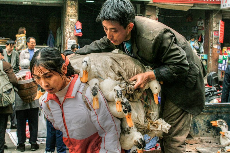 Ducks to market. The woman grimaced due to the weight. IMG_6554_t2.jpg