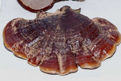 Reishi mushroom. Ganoderma lucidum IMG_5582.jpg