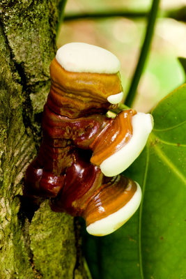 1. Immature Reishi mushroom. Ganoderma Lucidum IMG_5448.jpg